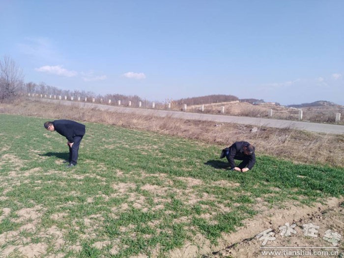 天水市早春冬小麦、冬油菜病虫鼠草害发生动态