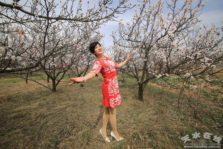 天水在线摄影报道:新阳杏花乡村生态文化旅游