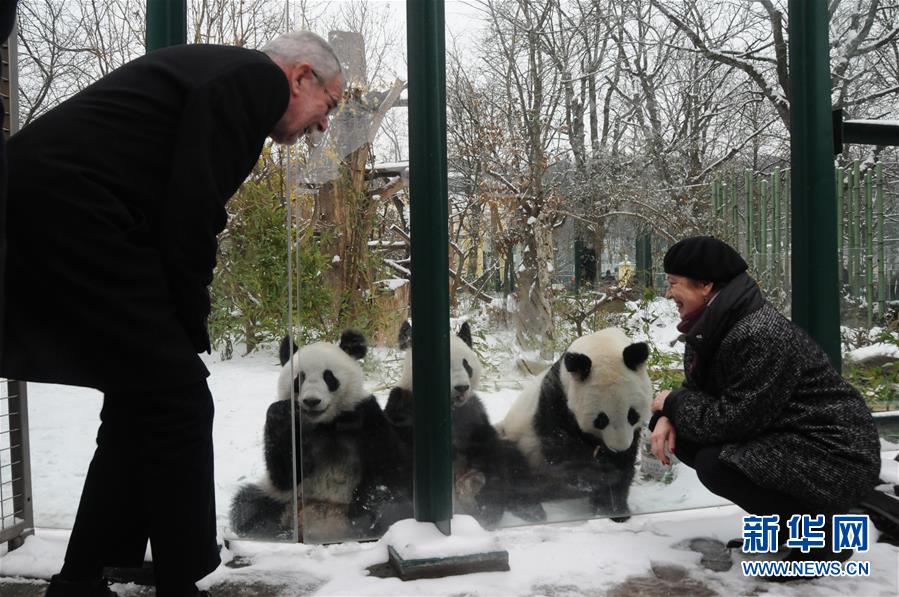 (国际)(1)奥地利出生的大熊猫龙凤胎即将返回中国