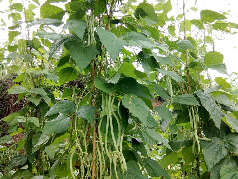东天架豆王种植时间