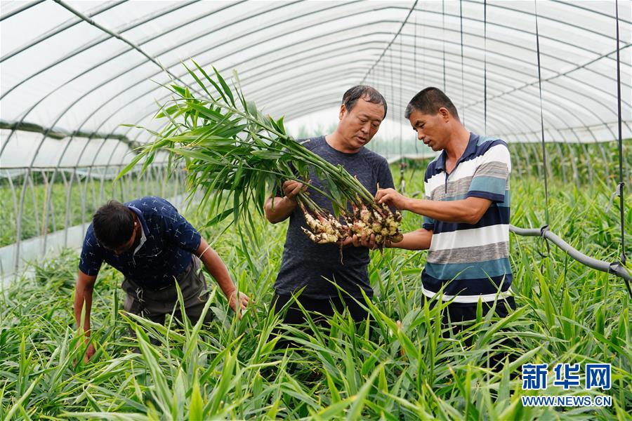 (新华全媒头条·聚焦乡村振兴战略规划·图文互动)(13)推进乡村振兴的行动指南——解读乡村振兴战略首个五年规划亮点