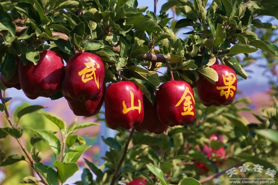天水在线摄影报道:武山县洛门镇汪沟村的花牛苹果丰收了(图)