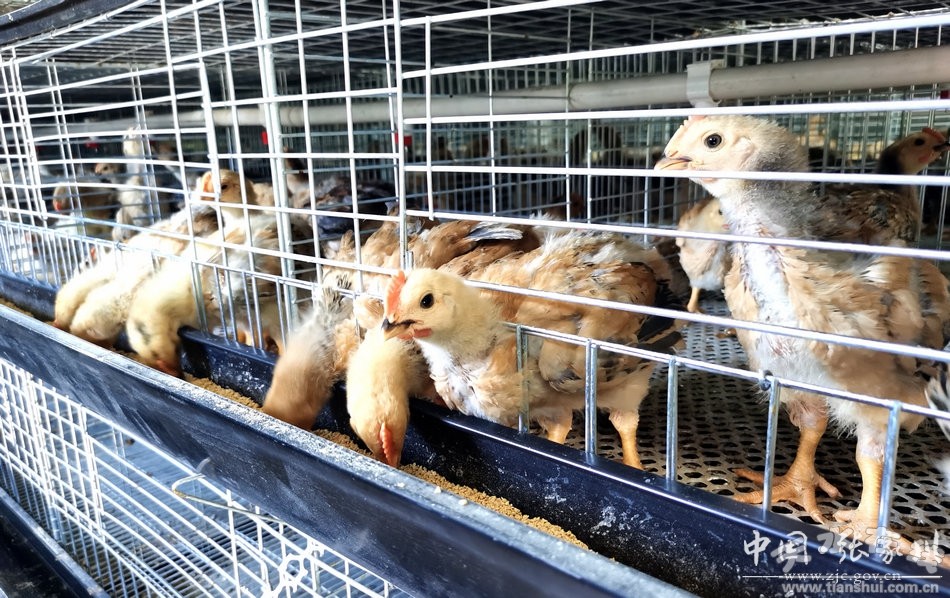 《畜禽养殖业臭气污染防治技术规范》等两项标准通过立项审查