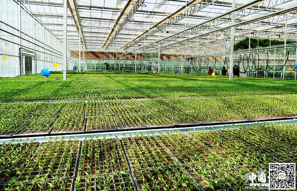 (蔬菜科技示范园集约化育苗)